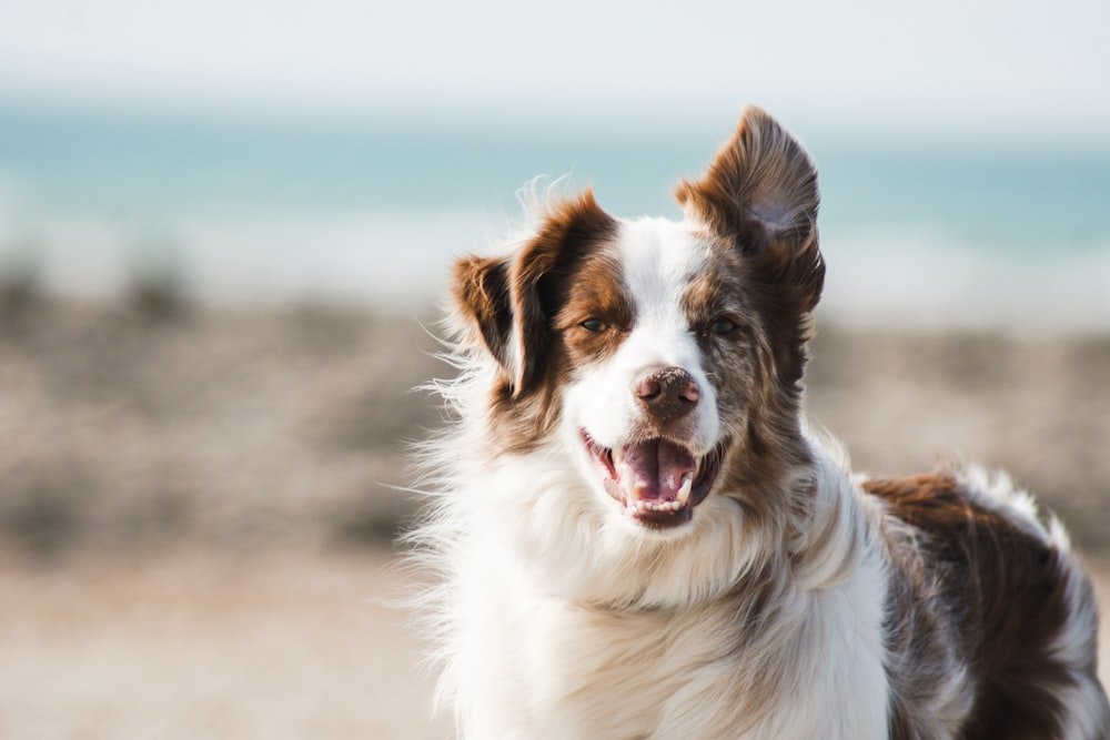 Chien heureux jouant dans les vagues sur une plage du Var