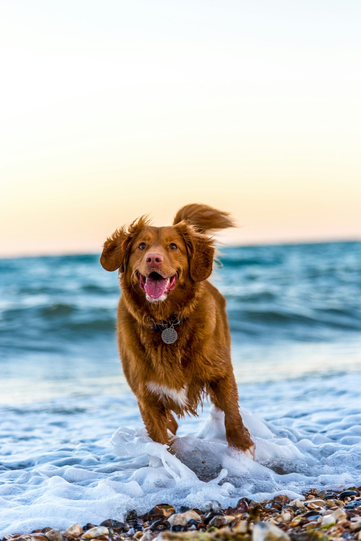 Cani-plages du Var : 4 plages autorisees aux chiens pres de Toulon et Hyeres (2026)