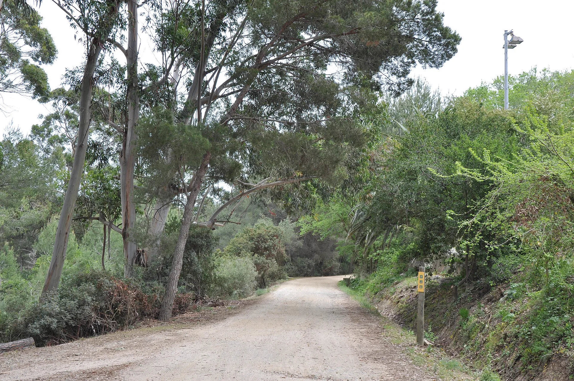 Piste forestière bordée de pins à Porquerolles, zone à fort risque incendie