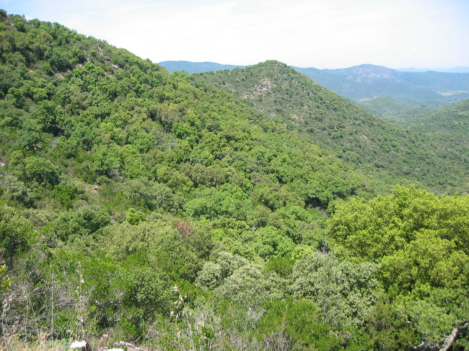 Les collines boisées du massif des Maures, exposées au risque incendie