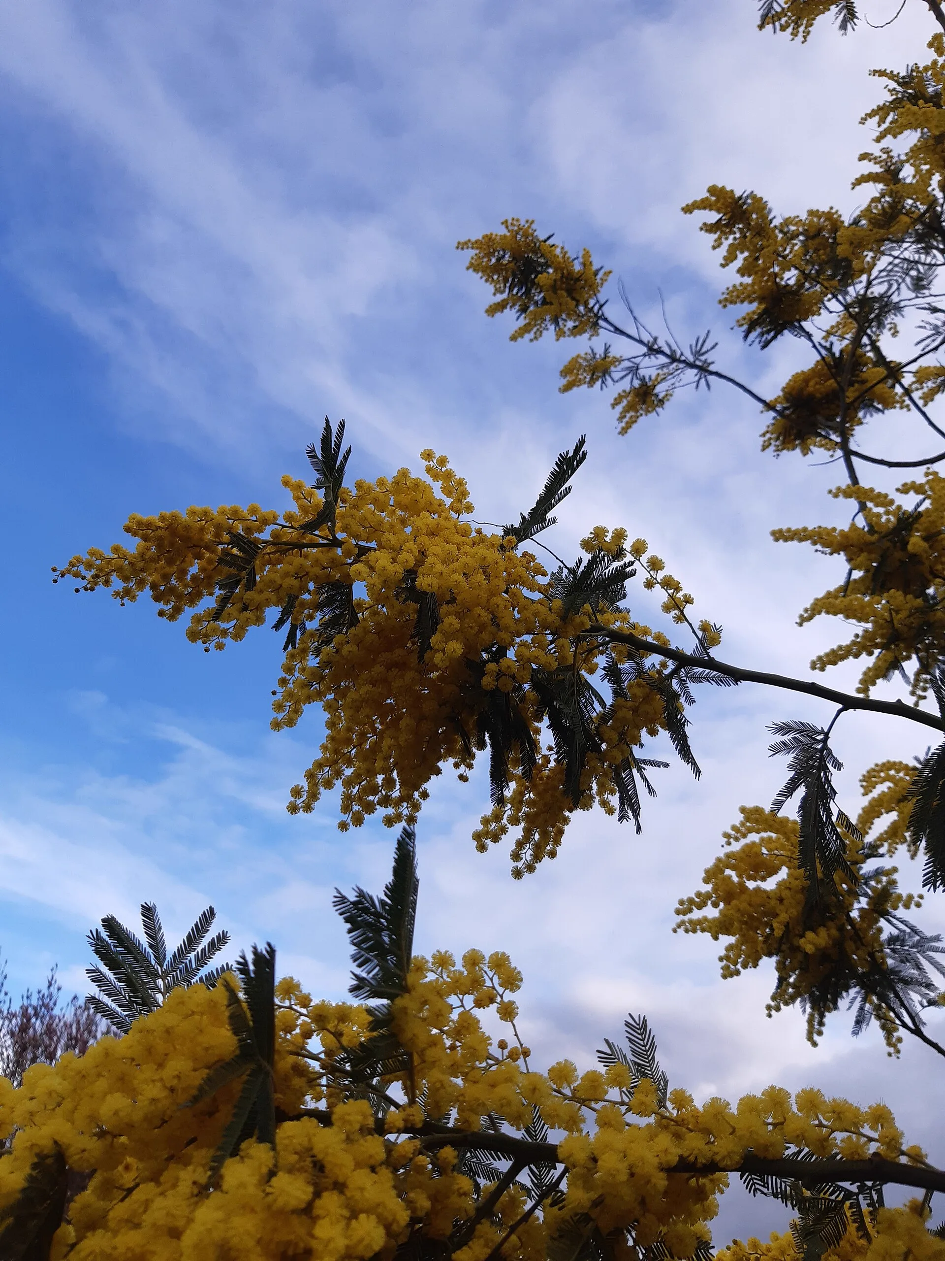 Branches de mimosa en fleur (Acacia dealbata) contre le ciel bleu en hiver