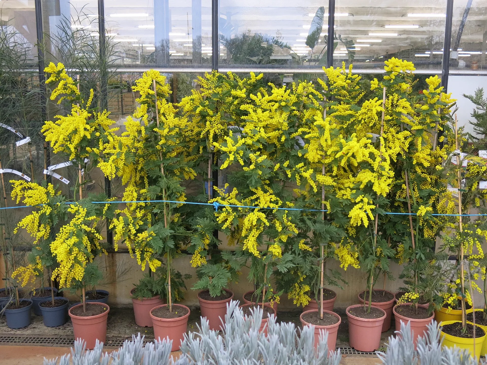 Mimosas en fleur cultivés en pots sous serre