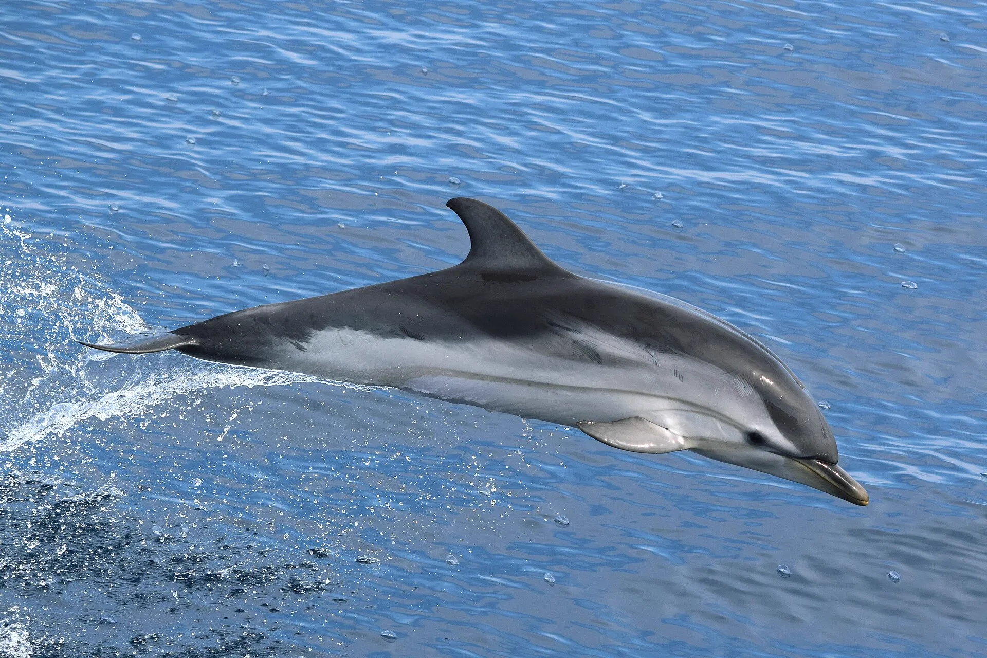 Dauphin bleu et blanc bondissant en mer Méditerranée