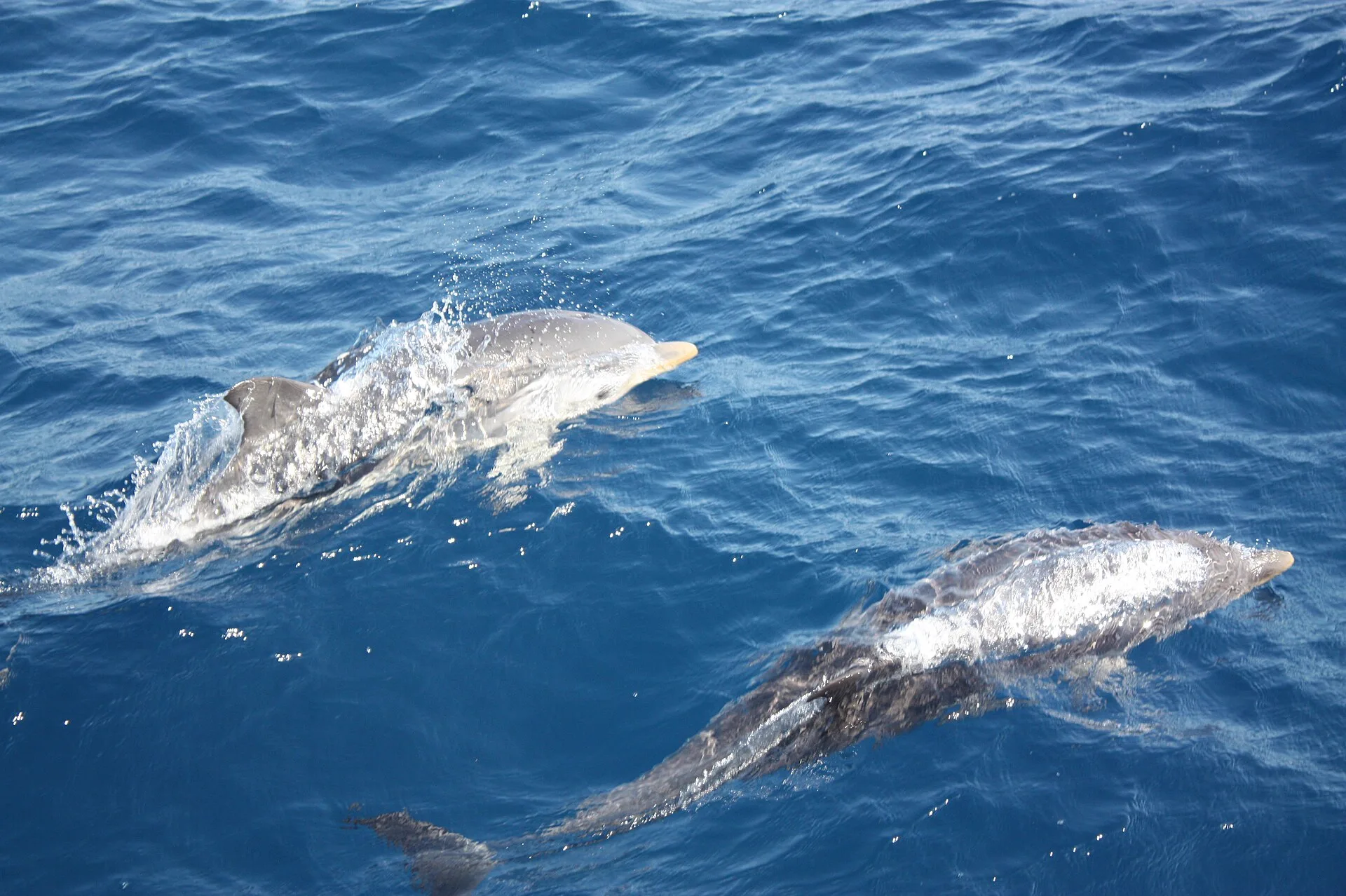 Groupe de dauphins bleu et blanc en surface en Méditerranée
