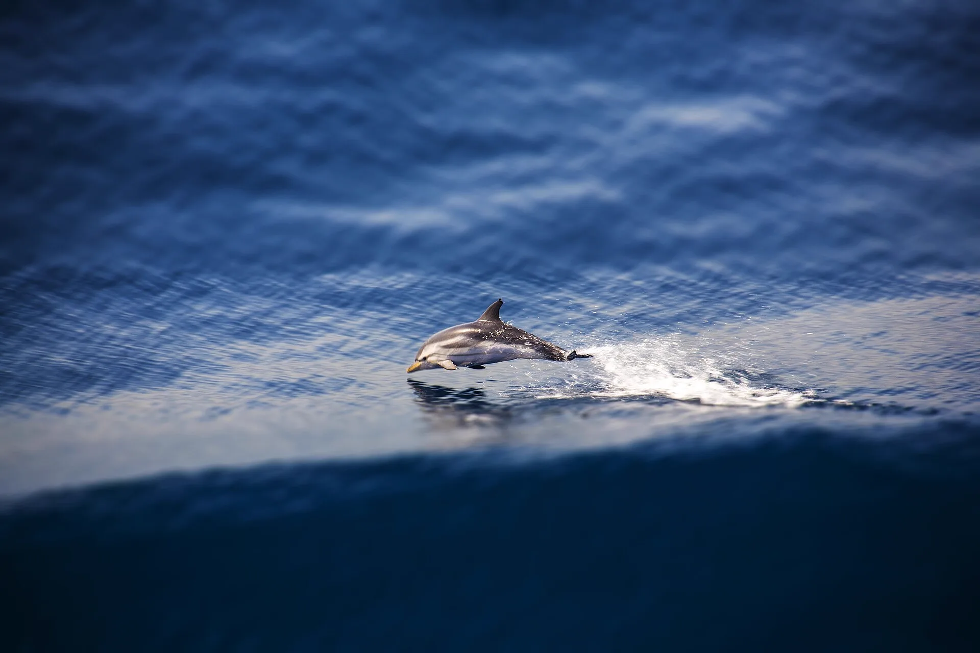 Dauphin sautant hors de l'eau en Méditerranée
