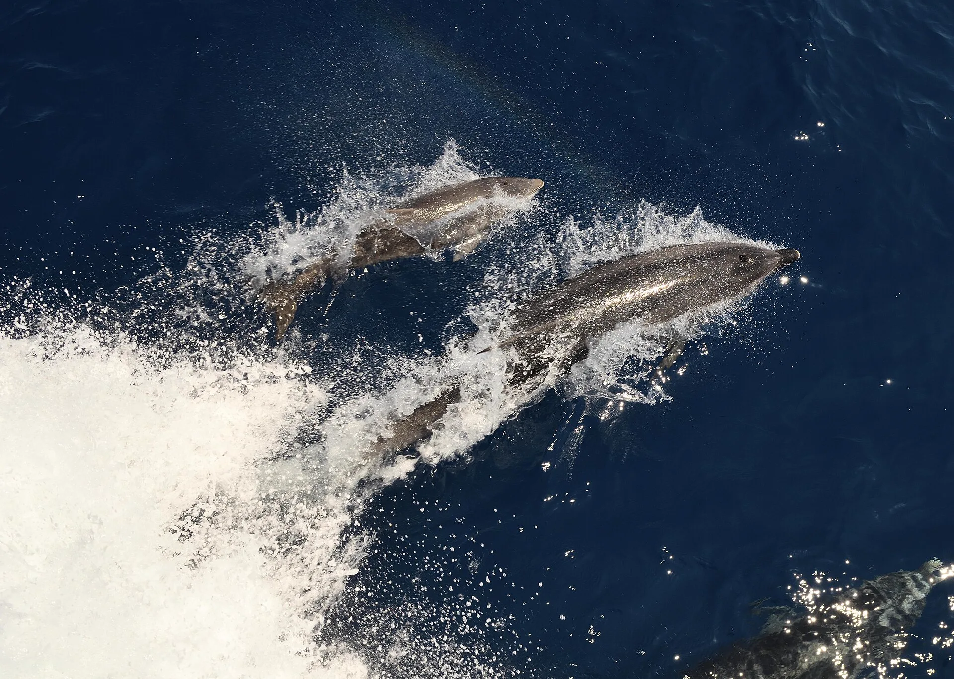 Dauphins nageant dans le sillage d'un bateau en Méditerranée