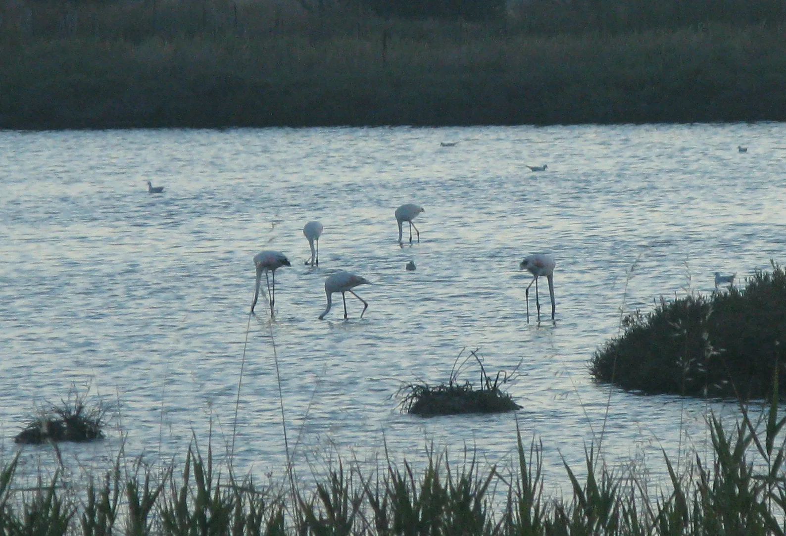 Flamants roses dans les salins d'Hyères, près du tombolo de Giens